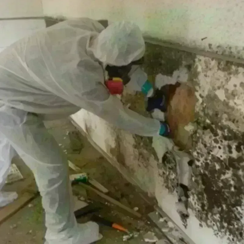 Mold Remediation and Removal in Hope, ME